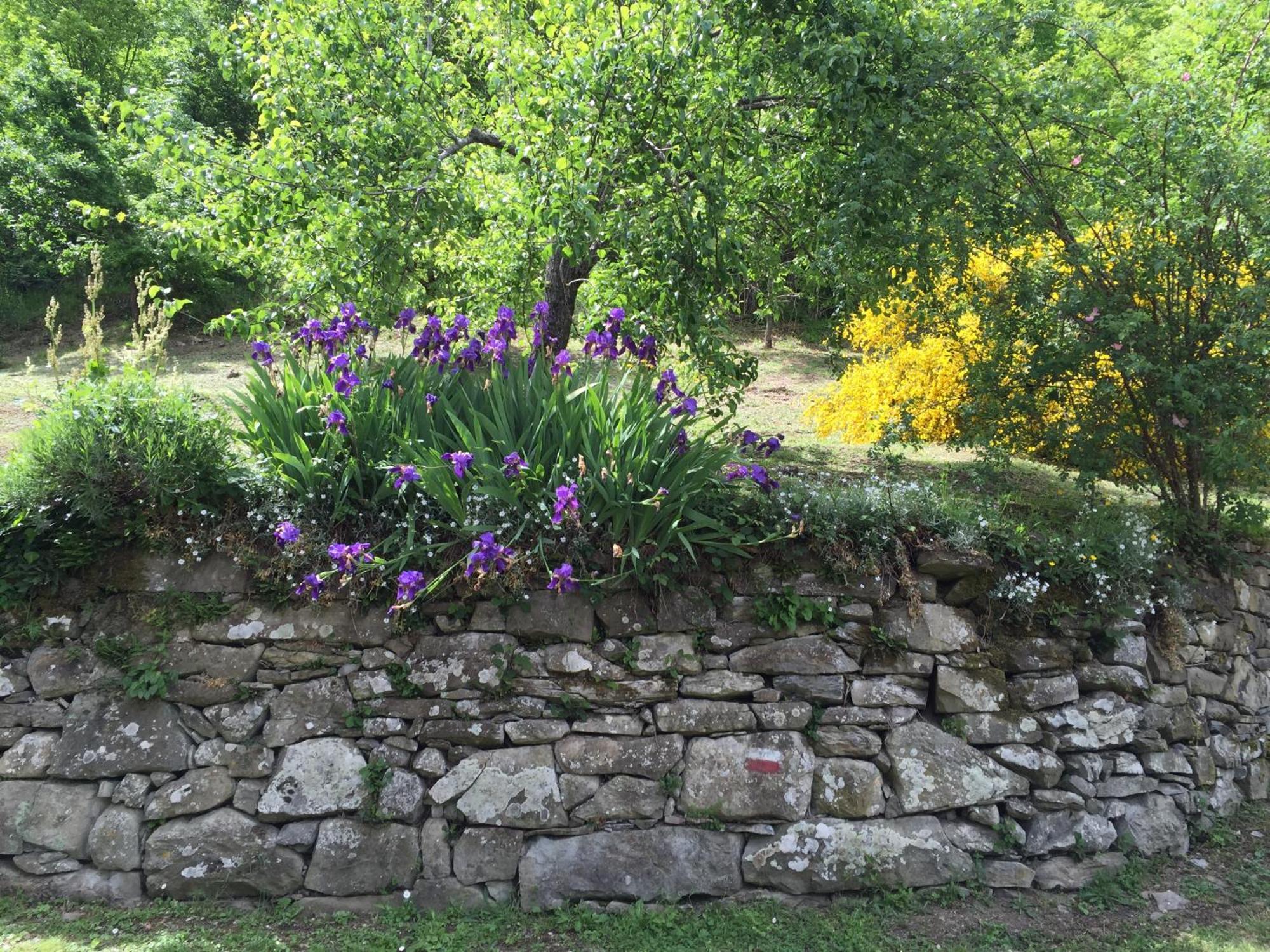 Bio Agriturismo Il Vigno Caprese Michelangelo Exterior photo